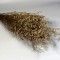 Limonium sinensis prep alb