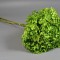 Hortensie 18-23cm prep. verde deschis