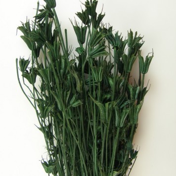 Nigella orientale 100 gr verde inchis