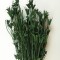 Nigella orientale 100 gr verde inchis
